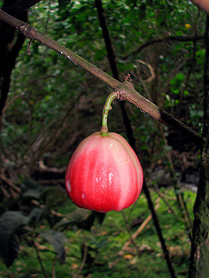 Syzygium malaccense