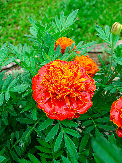 Tagetes spp.