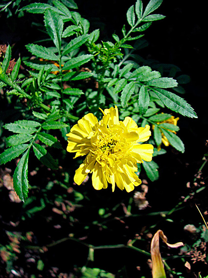 Tagetes spp.