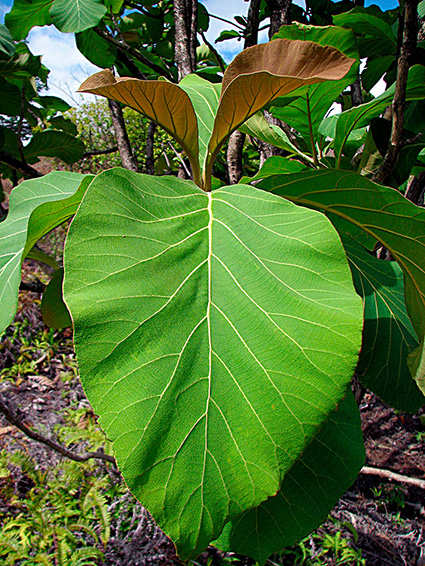 Tectona grandis