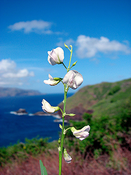 Tephrosia purpurea var. purpurea