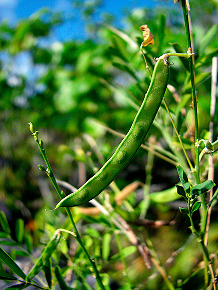 Tephrosia purpurea var. purpurea