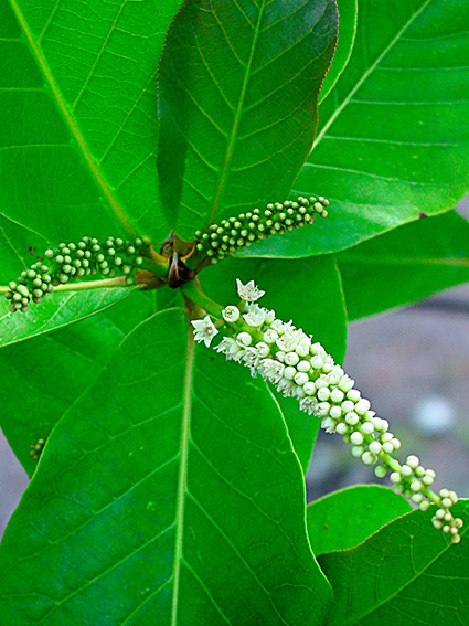 Terminalia catappa