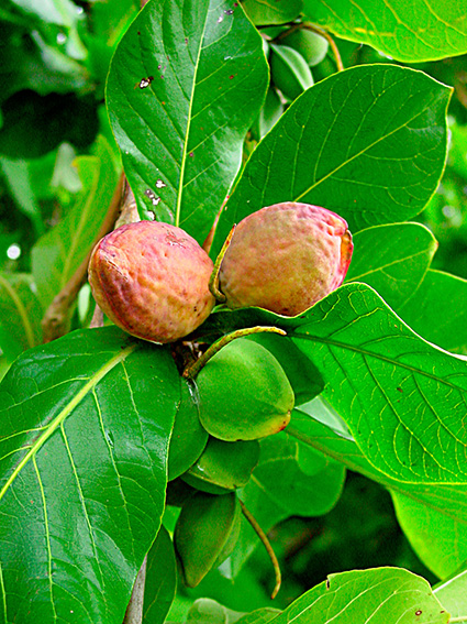 Terminalia catappa