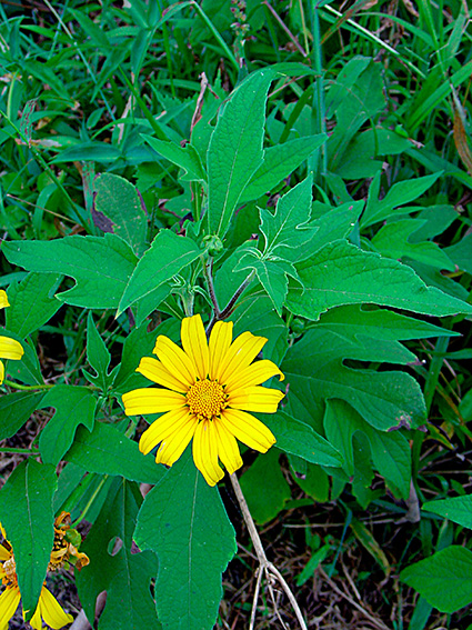 Tithonia diversifolia