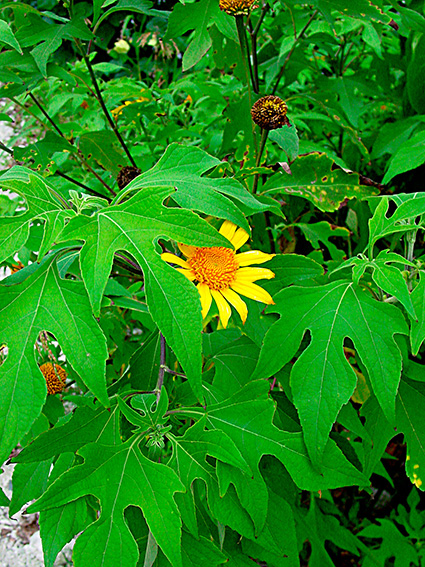 Tithonia diversifolia