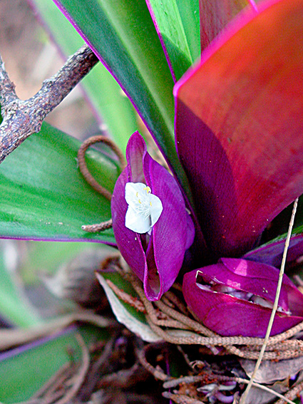 Tradescantia spathacea