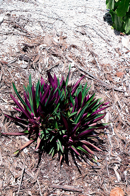 Tradescantia spathacea