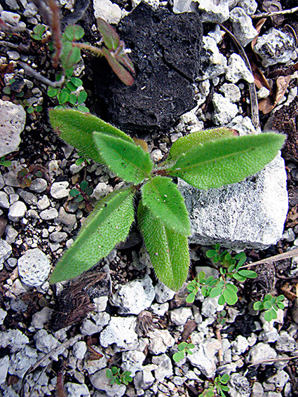 Tridax procumbens