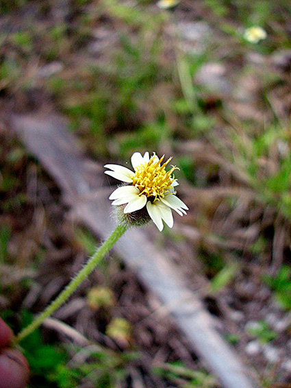 Tridax procumbens