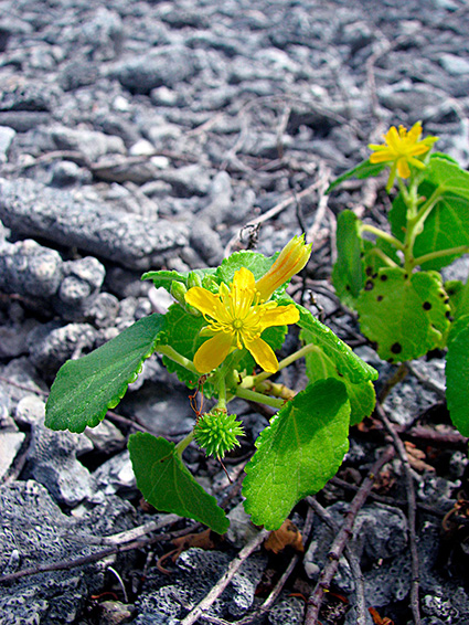 Triumfetta procumbens