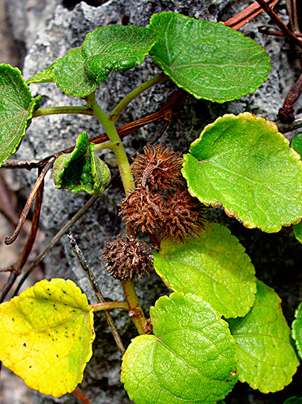 Triumfetta procumbens