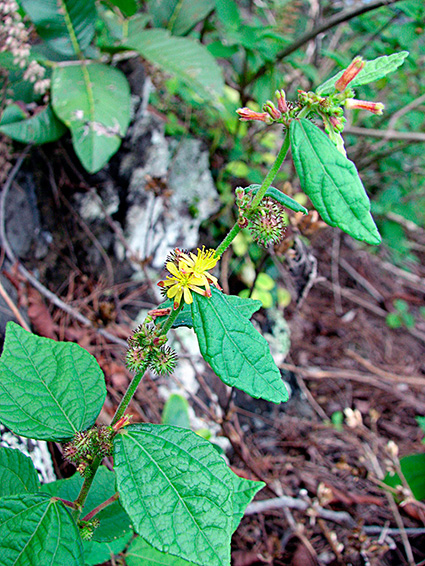 Triumfetta rhomboidea