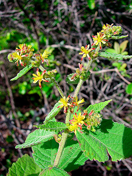 Triumfetta rhomboidea