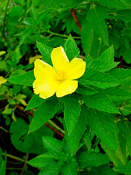 Turnera ulmifolia