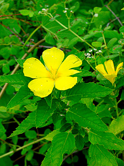 Turnera ulmifolia