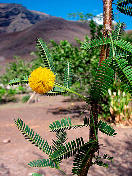 Vachellia farnesiana