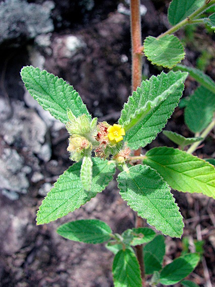 Waltheria indica