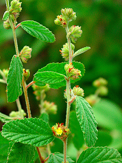 Waltheria indica