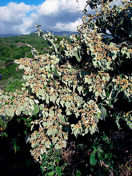 Waltheria tomentosa