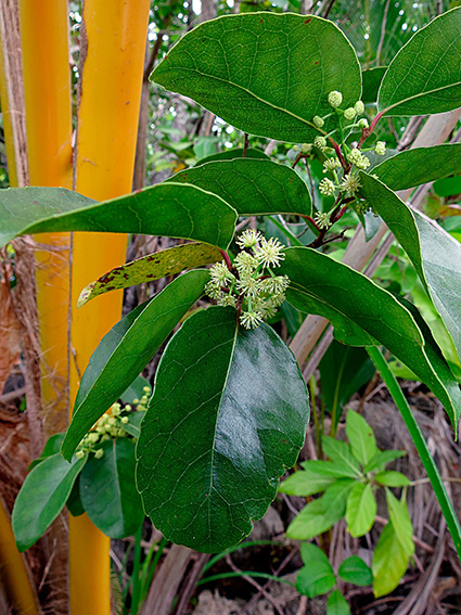 Xylosma suaveolens