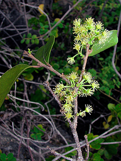 Xylosma suaveolens