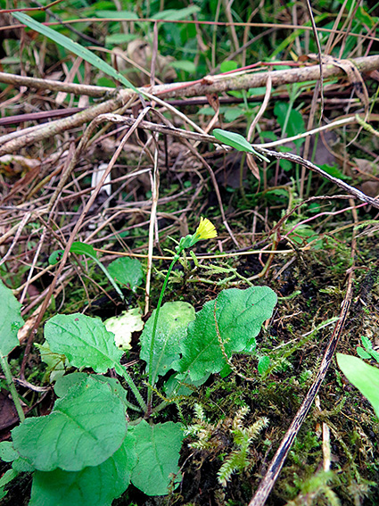 Youngia japonica