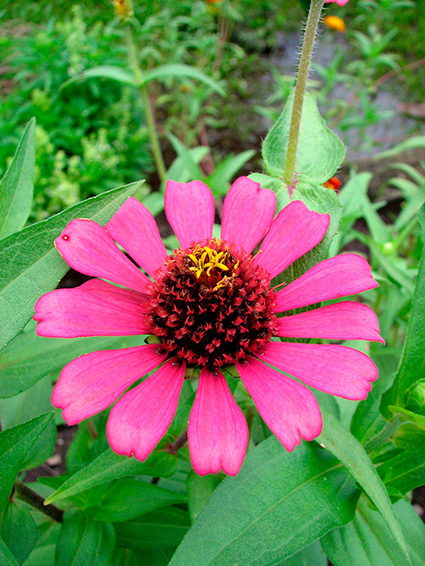 Zinnia elegans