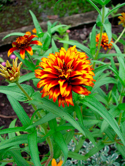 Zinnia elegans